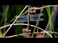 The Secret World of Dragonflies | Short Film Showcase