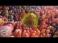 Cryptosporidium Infected Organoids | MoD Animation | Science Animation | MoA Animation