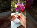 Collecting Pygmy Water-lily Seeds #satisfying #short