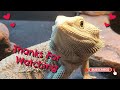 Cleaning my Bearded Dragon's Face