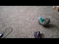 Ferret Play Time