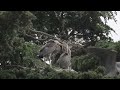 Great Blue Heron Feeding Her Chicks in the Tree Tops in Atwater Village