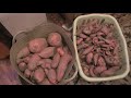 Sweet Potato Harvesting and Curing
