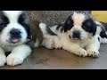 KK's Saint bernards Very Active  Puppies HD video puppies short movie