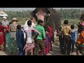 Exploring the Majestic World of Elephants