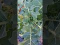 I started these Broccoli Plants from Seed..