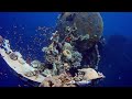 5 HOURS Stunning Underwater Footage + Sound | Rare and colorful Sea Life video | Relax and Sleep