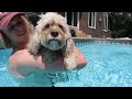 TEACHING MY DOG HOW TO SWIM!