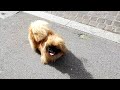 Fluffy pug 