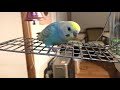 鈴にされるがままなセキセイインコ