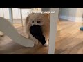 Day In The Life of Pomeranians On a VACATION | Life with 2 Pomeranians
