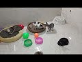 CLASSIC Dog and Cat Videos😹🐕‍🦺1 HOURS of FUNNY Clips😻