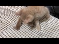Cute kitten tries to get spoiled as she first wakes up.