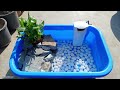 देसी DIY Turtle Pond