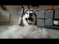 Itchy Husky Embarrassed By How Much BUTT FLUFF He Has!