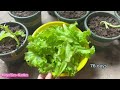 How to grow lettuce / Growing lettuce from seeds at home