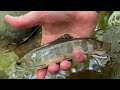 Chasing NATIVE BROOK TROUT in the Great Smoky Mountains | Backcountry Brookies