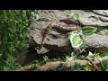 green anaconda enjoying watefall