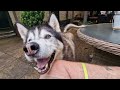 Husky Goes For A Meal And They Let Him In!