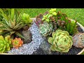 Re-Arranging a year old Succulent Arrangement