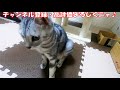 【かわいい猫】恐る恐る姉猫ジジに勝負を挑む妹猫メイ！ ＠ねこねこ