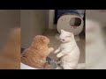 FUNNIEST Cats and Dogs | Best Bloopers 😹