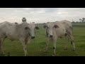 feeding cows in Cambodia