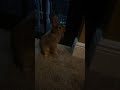 Bunny scared of car?