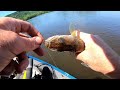 Live Bait Rigs for Mississippi River Walleyes | Rigging Willowcats