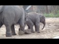 Amazing animals: An adult elephant teaching a baby elephant - These really are some amazing animals