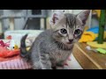 Dreamy kittens play in their very own room.
