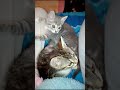 萌小猫,姐妹|cute kitty Alina vs klein