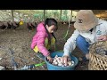 The poor girl harvested many chicken eggs on the farm to sell for money to make a living