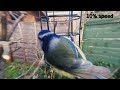 Blue tit at the fat ball