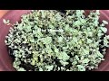 Cut and Plant Sedum Little Missy Succulent Propagation