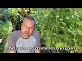Tomato Growing Mistakes - How to Avoid or Fix Them...How to Grow Tomatoes.