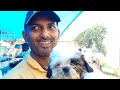 Shrirampur Pet Market | Dog Market Serampore |  Serampore Pet Market