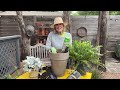 Spend a Relaxing Sunday With Me In the Backyard Garden…and a blooper!