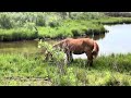 Wild Horses @ Assateague Island, 6/29/24