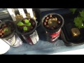 I Transplanted My Lettuce and Kale into Soda Cans - Lettuce and Kale Update growing in soda cans