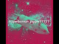 hyperborean pig
