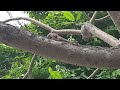 Lizard on branch