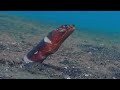 Underwater Creatures - In the Realm of the 'Walking' Fish | Free Documentary Nature