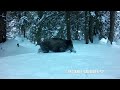 Loups et compagnie dans la neige – instants sauvages SP 2023-03-03