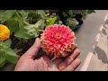 How To Grow Zinnia From Seeds | SEED TO FLOWER