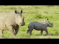 Lions and Hyenas: Life in the Leftovers | Wildlife Icons Ep108