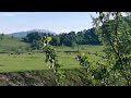 Bison bonasus - Vama Buzaului | What to visit in Romania