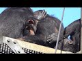 Tama zoo chimps 2023/12/09