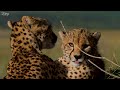 4K African Wildlife: Amboseli National Park | Enter the Savage Kingdom | Ultimate Predators