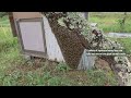 Giant hornet vs Japanese honeybees. Hot defensive bee ball.